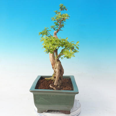 Pokojová bonsai - Duranta erecta Aurea - 6