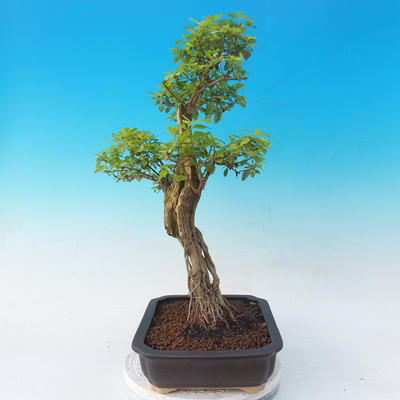 Pokojová bonsai - Duranta erecta Aurea - 6