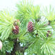 Venkovní bonsai -Larix decidua - Modřín opadavý - 6/6