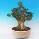 Pokojová bonsai - Buxus harlandii -korkový buxus - 6/7