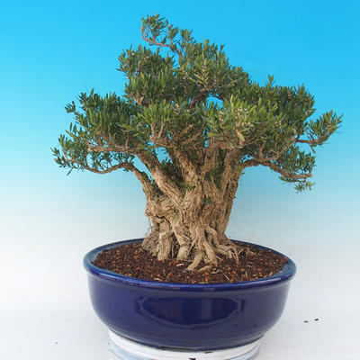 Pokojová bonsai - Buxus harlandii -korkový buxus - 6