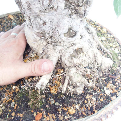 Venkovní bonsai -Malus halliana Maloplodá jabloň - 6