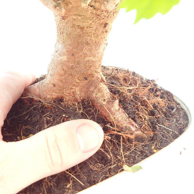 Venkovní bonsai - Morus alba - Moruše - 6