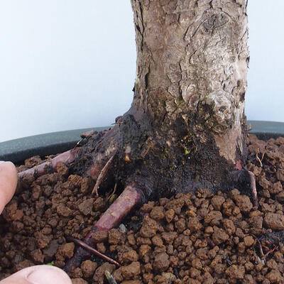 Venkovní bonsai - Taxus cuspidata  - Tis japonský - 6