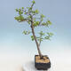 Venkovní bonsai - Malus sp. -  Maloplodá jabloň - 6/6