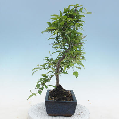 Venkovní bonsai - Malus sp. -  Maloplodá jabloň - 6