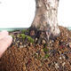 Venkovní bonsai - Taxus cuspidata  - Tis japonský - 6/6