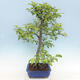 Venkovní bonsai - Malus sp. -  Maloplodá jabloň - 6/7