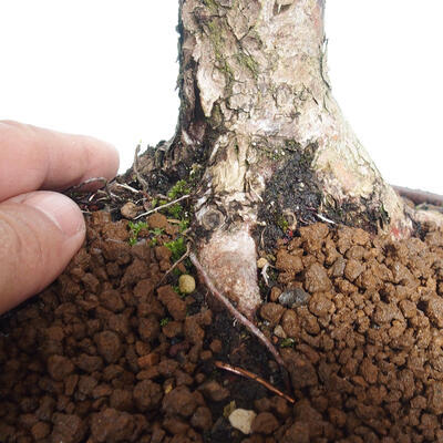 Venkovní bonsai - Taxus cuspidata  - Tis japonský - 6