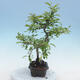 Venkovní bonsai - Malus sp. -  Maloplodá jabloň - 6/7