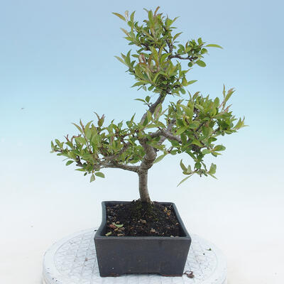 Venkovní bonsai - Malus sp. -  Maloplodá jabloň - 6