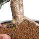 Venkovní bonsai - Taxus cuspidata  - Tis japonský - 6/6