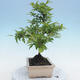 Venkovní bonsai - Malus sp. -  Maloplodá jabloň - 6/6