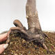 Venkovní bonsai - Acer palmatum Atropurpureum - Javor dlanitolistý červený - 6/7