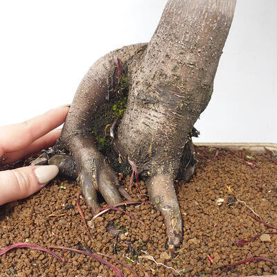 Venkovní bonsai - Acer palmatum Atropurpureum - Javor dlanitolistý červený - 6
