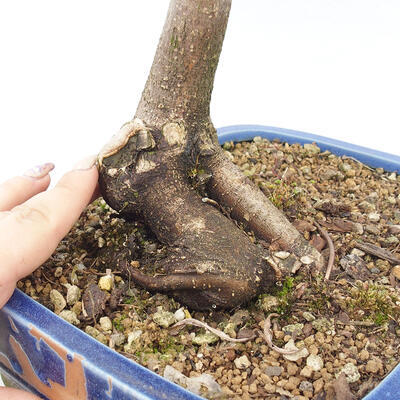 Venkovní bonsai - Javor dlanitolistý - Acer palmatum RED PYGMY - 6