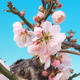 Venkovní bonsai -Japonská meruňka - Prunus Mume - 6/6