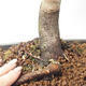 Venkovní bonsai - Javor dlanitolistý - Acer palmatum RED PYGMY - 6/6