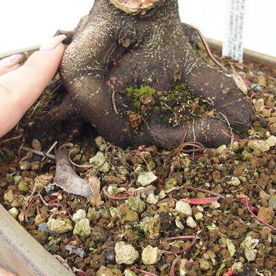 Venkovní bonsai - Javor dlanitolistý - Acer palmatum RED PYGMY - 6