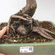 Venkovní bonsai - Javor dlanitolistý - Acer palmatum RED PYGMY - 6/6