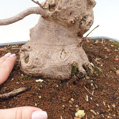 Venkovní bonsai - Lískoveček - Corylopsis Spicata - 6