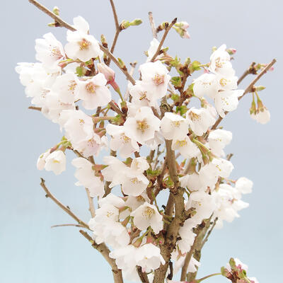 Venkovní bonsai - Prunus incisa Kojou-no mai-Višeň vyříznutá - 6