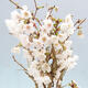 Venkovní bonsai - Prunus incisa Kojou-no mai-Višeň vyříznutá - 5/6