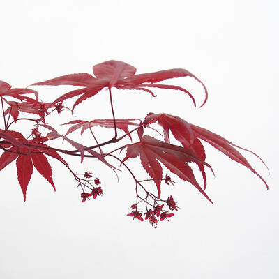 Venkovní bonsai - Acer palmatum Atropurpureum - Javor dlanitolistý červený - 6