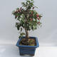 Venkovní bonsai - Malus halliana -  Maloplodá jabloň - 6/6