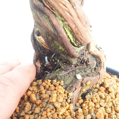 Venkovní bonsai-Mochna křovitá - potentila fruticosa žlutá - 6