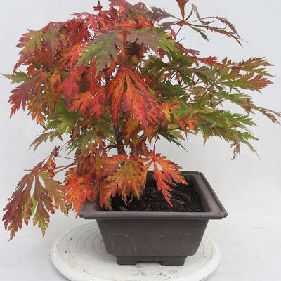 Venkovní bonsai -Javor dlanitolistý Acer palmatum Disectum - 6
