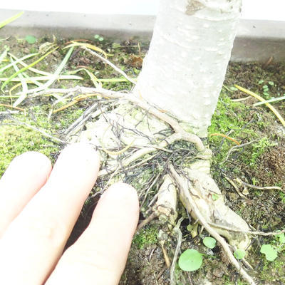 Venkovní bonsai - Pseudolarix amabilis - Pamodřín - 6