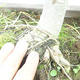Venkovní bonsai - Pseudolarix amabilis - Pamodřín - 6/6