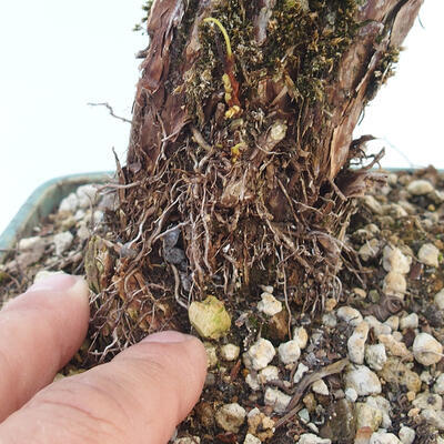 Venkovní bonsai-Mochna křovitá - potentila fruticosa žlutá - 6