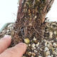 Venkovní bonsai-Mochna křovitá - potentila fruticosa žlutá - 6/6