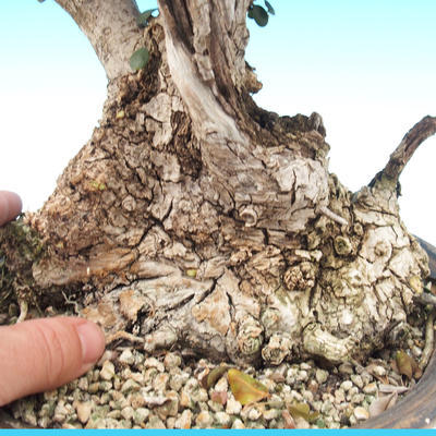 Pokojová bonsai - Olea europaea sylvestris -Oliva evropská drobnolistá - 6
