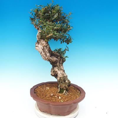 Pokojová bonsai - Olea europaea sylvestris -Oliva evropská drobnolistá - 6