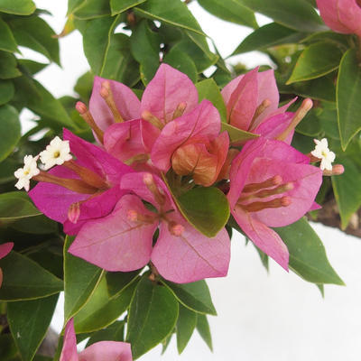 Izbová bonsai - Bouganwilea - 6