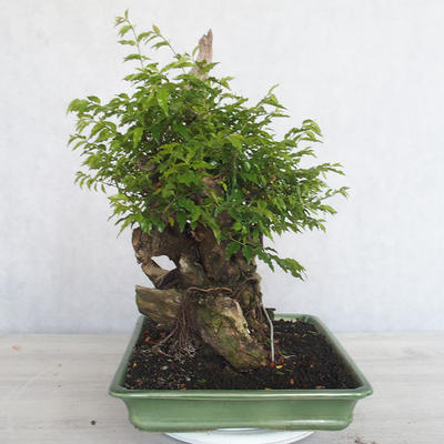 Pokojová bonsai - Sagerécie thea - Sagerécie thea - 6