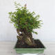 Pokojová bonsai - Sagerécie thea - Sagerécie thea - 6/7