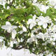 Pokojová bonsai - Vodní jasmín  - Wrightia religiosa - 6/7