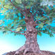 Venkovní bonsai -Javor babyka - Acer campestre - 6/7