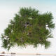 Venkovní bonsai - Pinus thunbergii - Borovice thunbergova - 6/6