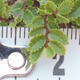 Venkovní bonsai - Ulmus parvifolia SAIGEN - Malolistý jilm - 6/7