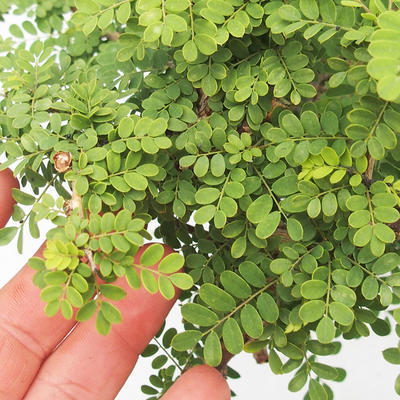 Pokojová bonsai -Phyllanthus Niruri- Smuteň - 6