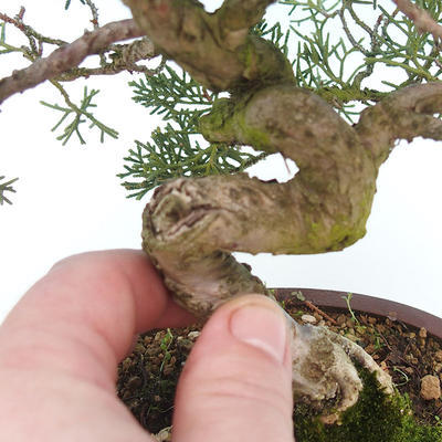 Venkovní bonsai - Juniperus chinensis -Jalovec čínský - 6