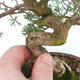 Venkovní bonsai - Juniperus chinensis -Jalovec čínský - 6/6