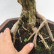 Pokojová bonsai -Phyllanthus Niruri- Smuteň - 6/6