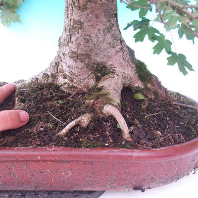 Venkovní bonsai -Javor babyka - Acer campestre - 6