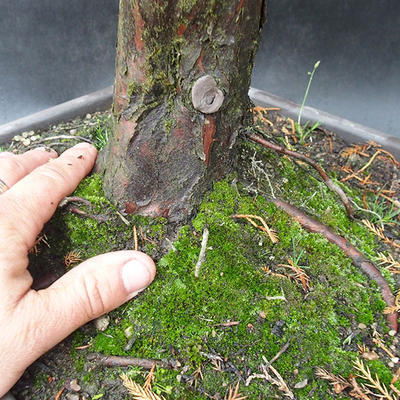 Jalovec - Juniperus sabina NO-22 - 6